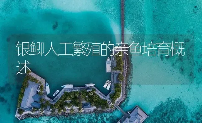 银鲫人工繁殖的亲鱼培育概述 | 淡水养殖