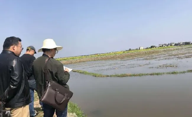 养殖户使用青苔药引起的虾蟹死亡，责任在哪？