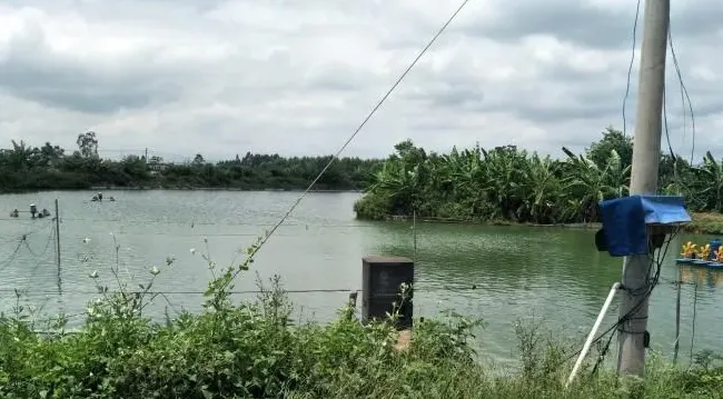 草鱼背鳍上有红点，有可能是“针虫”捣的鬼