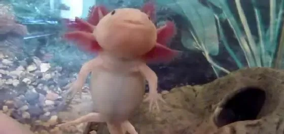 六角恐龙的饲养管理及疾病防治方法