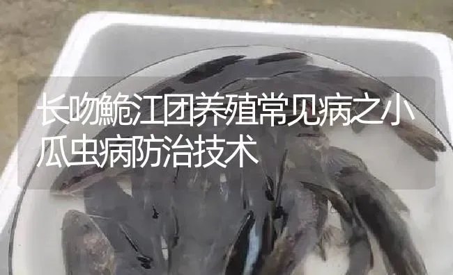 长吻鮠江团养殖常见病之小瓜虫病防治技术 | 淡水养殖