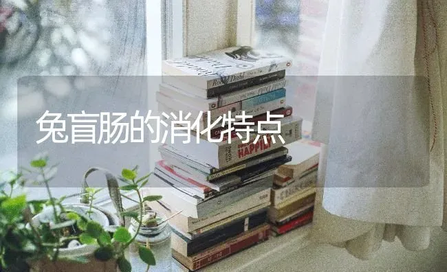 兔盲肠的消化特点 | 家畜养殖