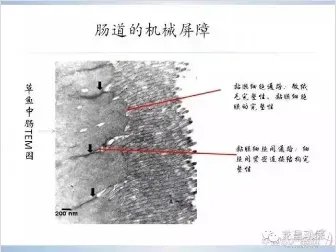 氧化油脂为鱼类带来的危害及措施