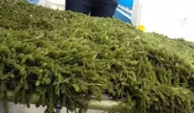 长茎葡萄蕨藻的工厂化养殖关键技术