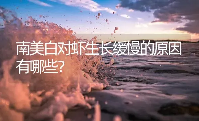 南美白对虾生长缓慢的原因有哪些？ | 海水养殖