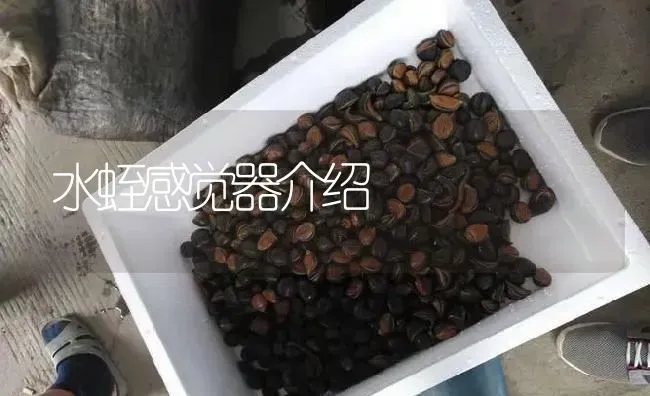 水蛭感觉器介绍 | 特种养殖