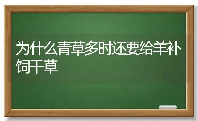 为什么青草多时还要给羊补饲干草 | 家畜养殖