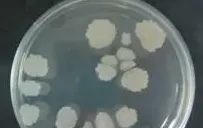 水产养殖过程中六种常见微生态制剂简介