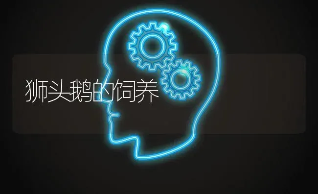 狮头鹅的饲养 | 家禽养殖