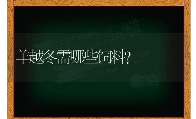 羊越冬需哪些饲料？ | 家畜养殖