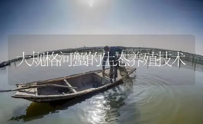 大规格河蟹的生态养殖技术 | 淡水养殖