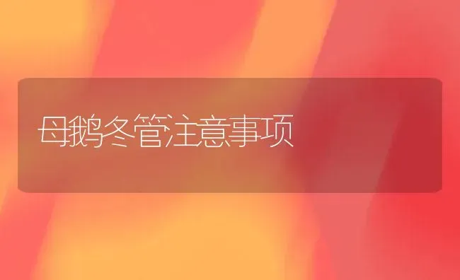 母鹅冬管注意事项 | 家禽养殖