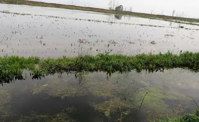 养殖户使用青苔药引起的虾蟹死亡，责任在哪？