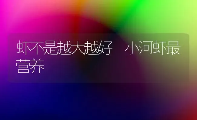 虾不是越大越好 小河虾最营养 | 动物养殖百科