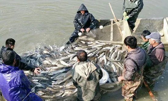 皖北水乡养草鱼，如何做到亩利润八千八