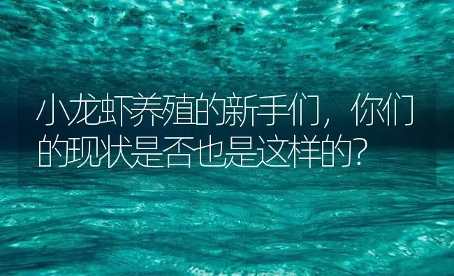 小龙虾养殖的新手们，你们的现状是否也是这样的？ | 海水养殖