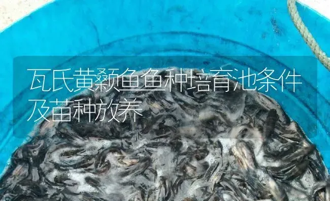 瓦氏黄颡鱼鱼种培育池条件及苗种放养 | 淡水养殖