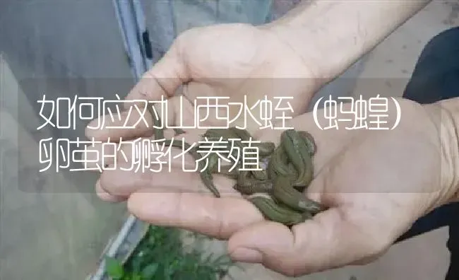 如何应对山西水蛭（蚂蝗）卵茧的孵化养殖 | 特种养殖