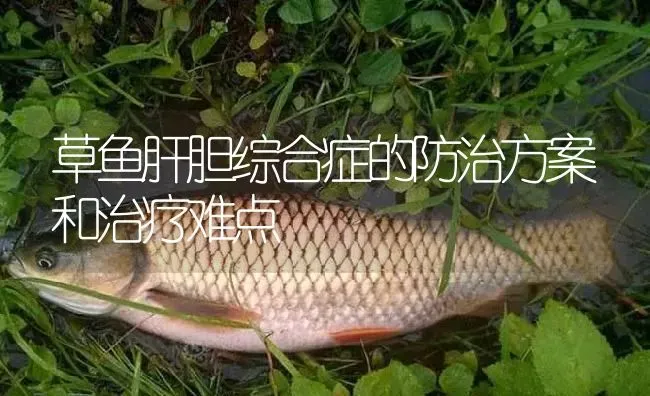草鱼肝胆综合症的防治方案和治疗难点 | 淡水养殖