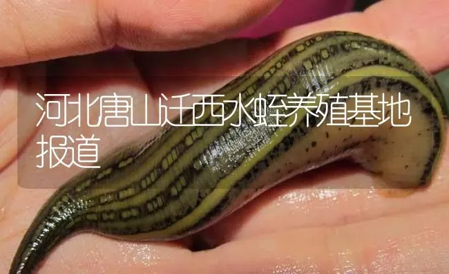 河北唐山迁西水蛭养殖基地报道 | 特种养殖