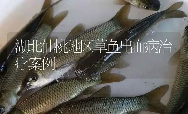 湖北仙桃地区草鱼出血病治疗案例 | 淡水养殖