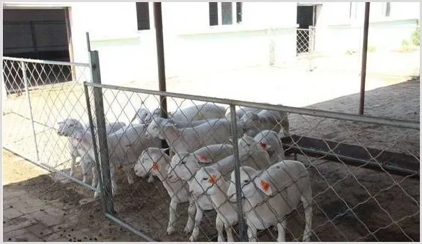 夏季养羊需要给它们降温，最好是从这四个方面着手！ | 动物养殖技术