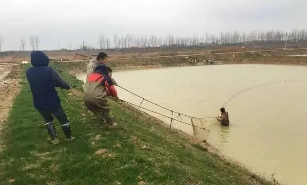 鱼游水中，养鱼户如何捕捞？看看我们拉网捕鱼