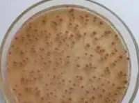 水产养殖过程中六种常见微生态制剂简介