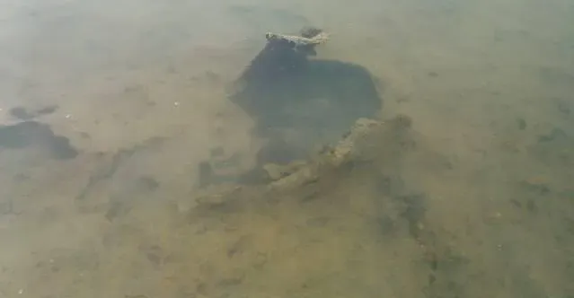 生物解毒剂处理南美白对虾塘底部泥皮方案