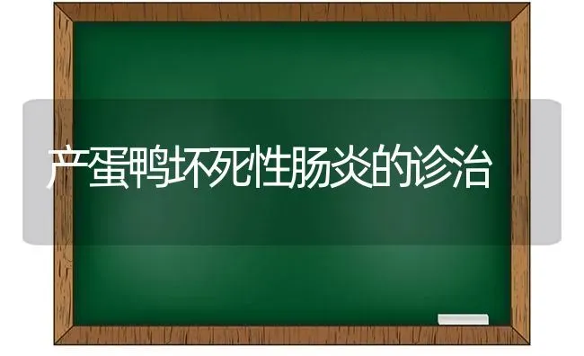 产蛋鸭坏死性肠炎的诊治 | 家禽养殖