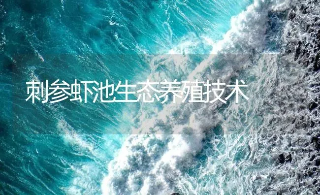 刺参虾池生态养殖技术 | 海水养殖