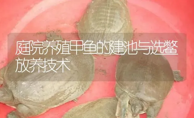 庭院养殖甲鱼的建池与选鳖放养技术 | 淡水养殖