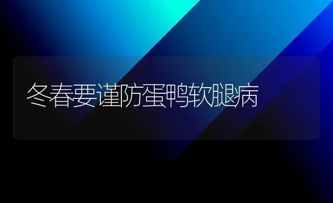 冬春要谨防蛋鸭软腿病 | 家禽养殖