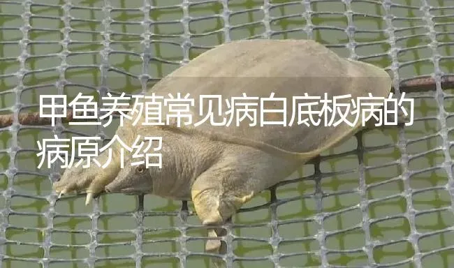 甲鱼养殖常见病白底板病的病原介绍 | 淡水养殖