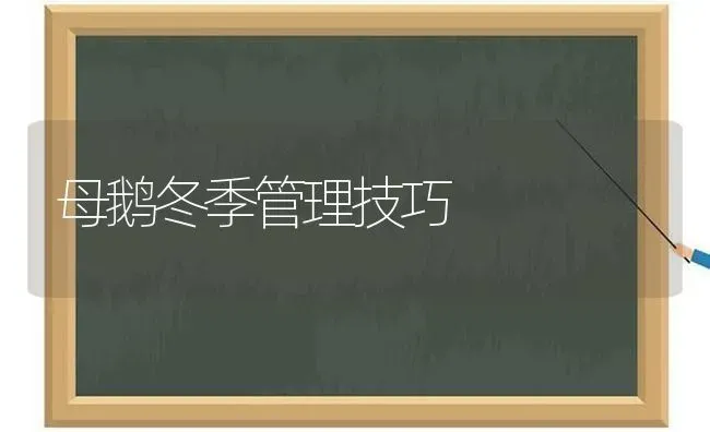 母鹅冬季管理技巧 | 家禽养殖