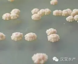 水产养殖过程中六种常见微生态制剂简介