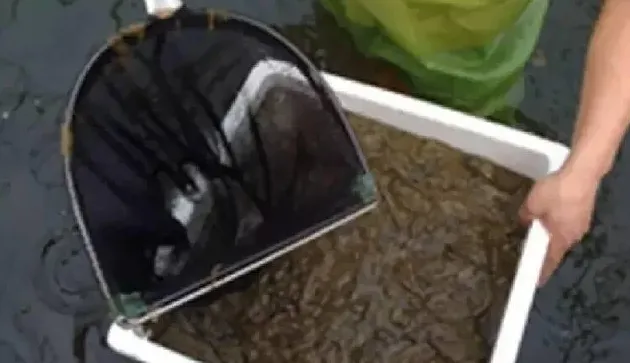 生物解毒剂处理南美白对虾塘底部泥皮方案