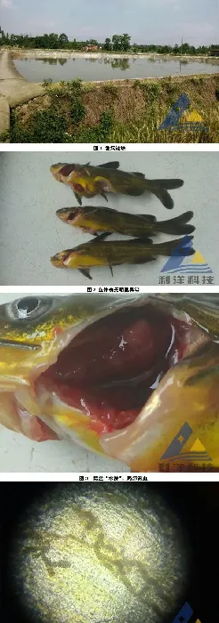黄颡鱼鳃霉病少量死亡