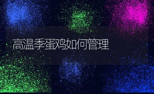 高温季蛋鸡如何管理 | 家禽养殖