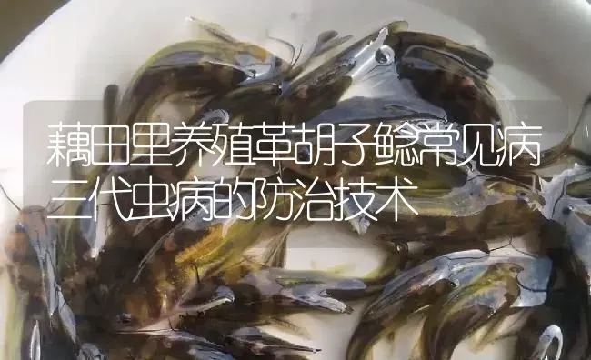 藕田里养殖革胡子鲶常见病三代虫病的防治技术 | 淡水养殖