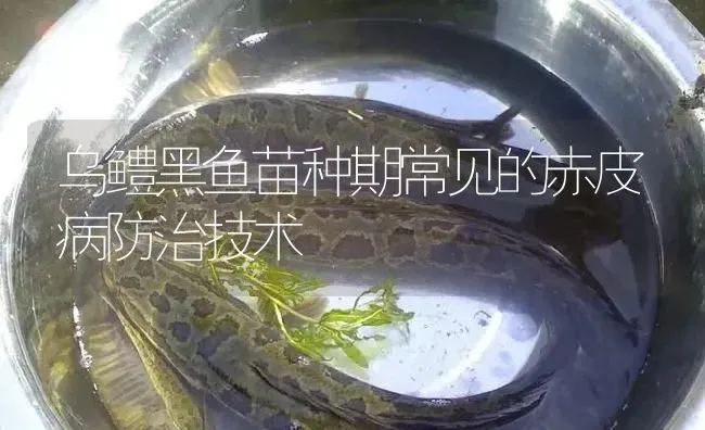 乌鳢黑鱼苗种期常见的赤皮病防治技术 | 淡水养殖