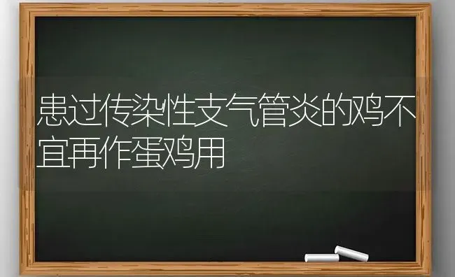 患过传染性支气管炎的鸡不宜再作蛋鸡用 | 家禽养殖