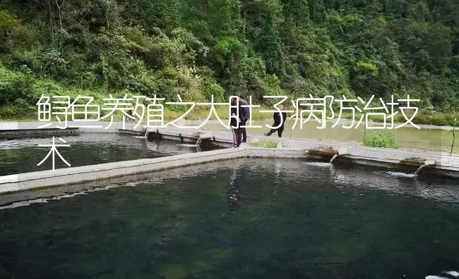 鲟鱼养殖之大肚子病防治技术 | 淡水养殖