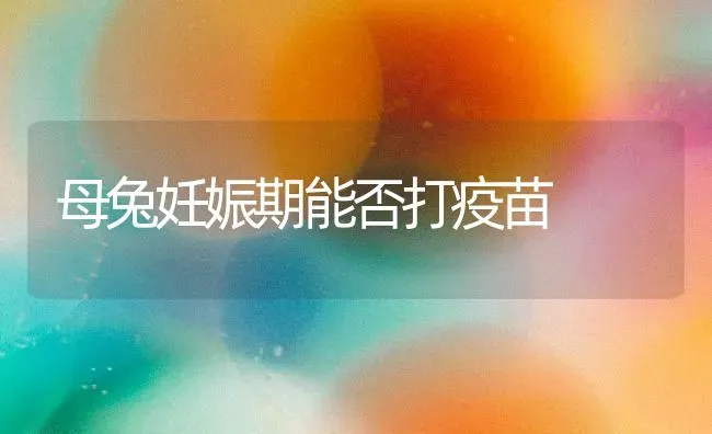 母兔妊娠期能否打疫苗 | 家畜养殖