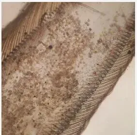 【北京水世纪出品】南美白对虾养殖池塘纤毛虫处理案例