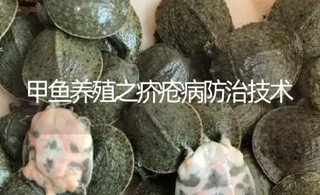 甲鱼养殖之疥疮病防治技术 | 淡水养殖