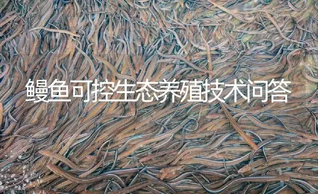 鳗鱼可控生态养殖技术问答 | 淡水养殖