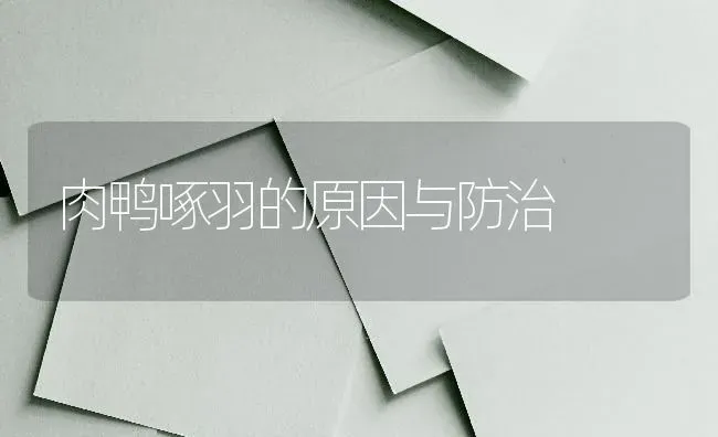 肉鸭啄羽的原因与防治 | 家禽养殖