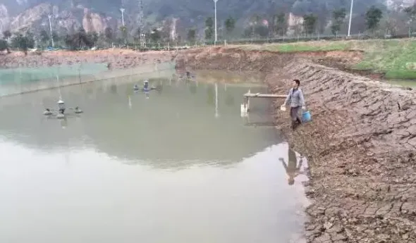 水产养殖户开鱼花、下虾苗、高成数绝招在这里！