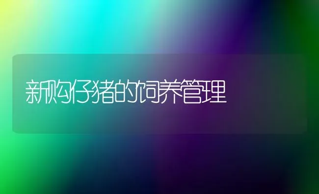 新购仔猪的饲养管理 | 家畜养殖